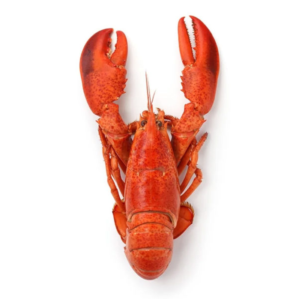 Aragosta Cornovaglia